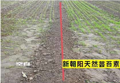 小麥拌種選新朝陽天然蕓苔素，讓小麥高產(chǎn)贏在起跑線上?。ㄐ←溤谑裁磿r(shí)候用蕓苔素效果最佳）